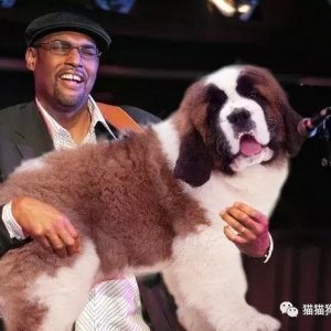 把吉他换成狗，这画面总感觉怪怪的