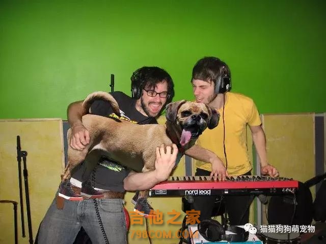 把吉他换成狗，这画面总感觉怪怪的