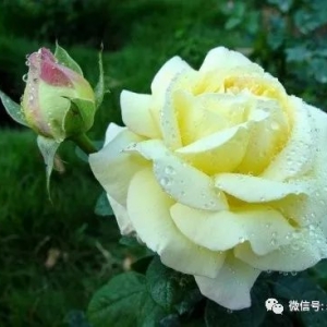 吉他演绎《百万朵玫瑰花》温馨浪漫