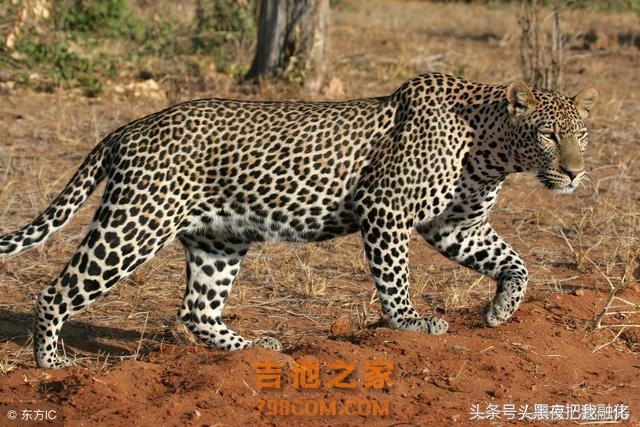 一开始，我也想像李宗盛一样，好好的做一把吉他。