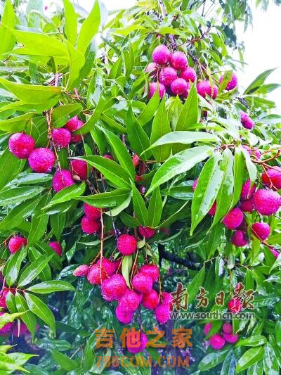 “吉他+荔枝”，让你爽个够！