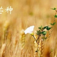 音阙诗听/赵方婧《芒种》吉他谱G调及教学视频 西二吉他