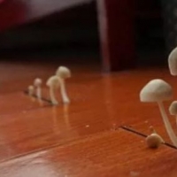 不同温湿度，应该如何保养吉他？