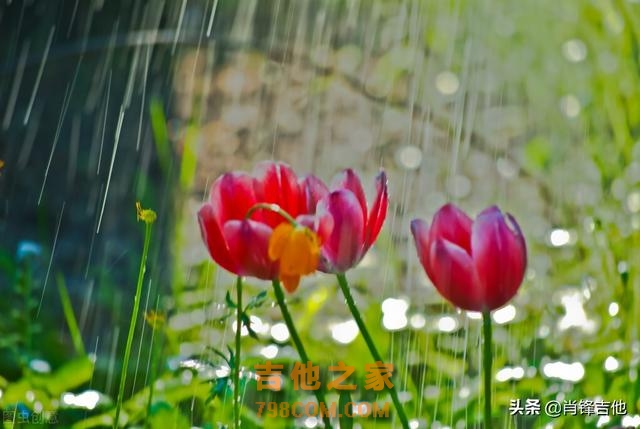 经典歌曲《三月里的小雨》吉他谱分享（附视频链接及在线音频）