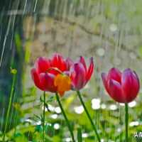经典歌曲《三月里的小雨》吉他谱分享（附视频链接及在线音频）