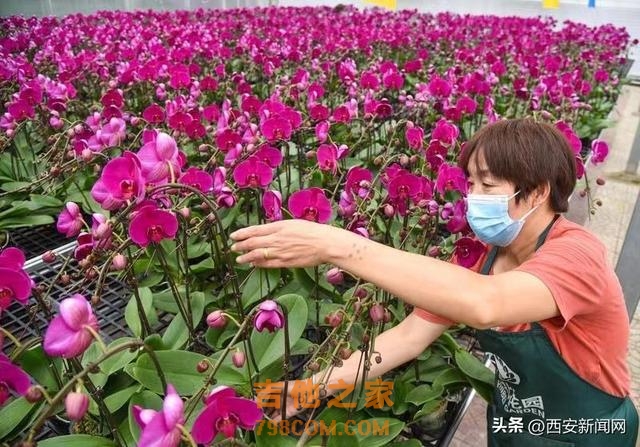 乡村变身“桃花源”产业结出“发展果”长安绘就高质量发展精彩画卷