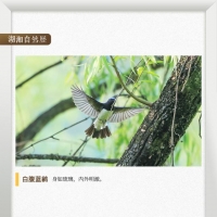 湖湘自然历丨冬日飞羽⑬耐力惊人的“偶像型歌手”