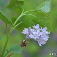 吉他教程：零基础吉他教学，轻松教你弹奏《丁香花》主旋律