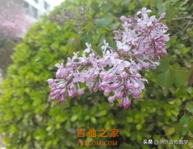 吉他教程：零基础吉他教学，轻松教你弹奏《丁香花》主旋律