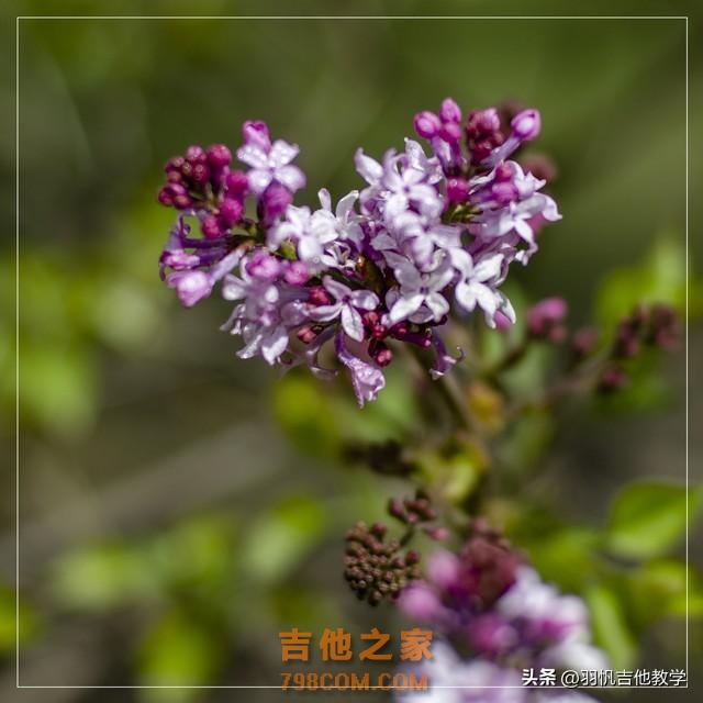 吉他教程：零基础吉他教学，轻松教你弹奏《丁香花》主旋律