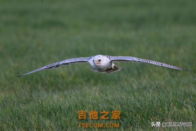 辟谣：海东青是天空中的无敌王者？不，别把传说跟现实混淆在一起