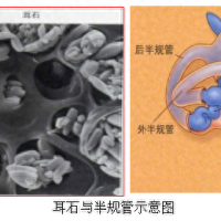 女歌手自曝患“不治之症”，已复发多次！医生提醒