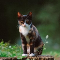 TNR，最完美的流浪猫救助办法，替代安乐死，人人都可以用